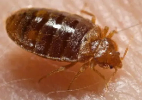 Bed-Bug-Extermination--in-Oldsmar-Florida-bed-bug-extermination-oldsmar-florida.jpg-image