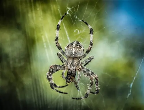 Spider-Removal--in-Oldsmar-Florida-spider-removal-oldsmar-florida-2.jpg-image