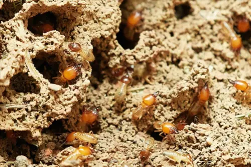 Termite-Treatment--in-Ozona-Florida-termite-treatment-ozona-florida-1.jpg-image